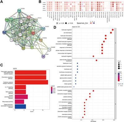 A systematic pan-cancer analysis reveals the clinical prognosis and immunotherapy value of C-X3-C motif ligand 1 (CX3CL1)